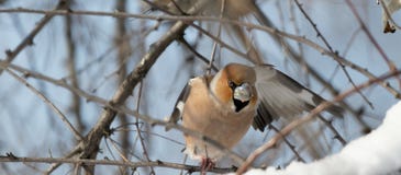 Hawfinchsammanträdet på filialen i naturlig livsmiljö fotografering för bildbyråer Hawfinchsammanträdet på filialen i naturlig livsmiljö fotografering för bildbyråer