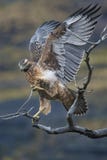 Hawk dries its wings on a branch in Patagonia royalty free stock photography Hawk dries its wings on a branch in Patagonia royalty free stock photography