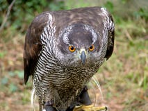 Hawk falco peregrinus looking closeup, falconry royalty free stock photos Hawk falco peregrinus looking closeup, falconry royalty free stock photos