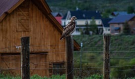 Lone Hawk royalty free stock photos Lone Hawk royalty free stock photos