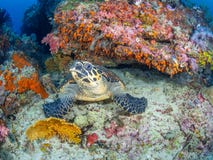 Hawksbill sea turtle, Chelonia mydas. Misool, Raja Ampat, Indonesia