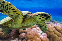 Hawksbill sea turtle swimming in Indian ocean in Maldives Stock Photos Hawksbill sea turtle swimming in Indian ocean in Maldives Stock Photos