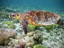 Hawksbill Turtle in coral reef