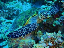 Hawksbill turtle stock images Hawksbill turtle stock images