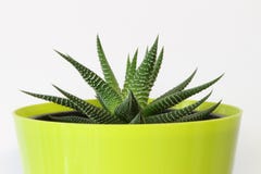 Haworthia suculento imagenes de archivo Haworthia suculento imagenes de archivo