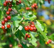 Hawthorn Branch With Red Berries Royalty Free Stock Images Hawthorn Branch With Red Berries Royalty Free Stock Images
