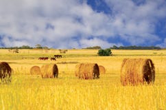 Hay Stock Images