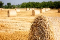 haystacks foto de stock royalty free haystacks foto de stock royalty free