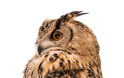 Head of adult Eurasian eagle owl, isolated on white background. The horned owl. Side view royalty free stock photo Head of adult Eurasian eagle owl, isolated on white background. The horned owl. Side view royalty free stock photo