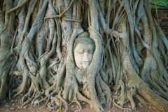 The head of the ancient Buddha sculpture is ingrown into the roots of the tree. Symbol of the city of Ayutthaya, Thailand royalty free stock photos The head of the ancient Buddha sculpture is ingrown into the roots of the tree. Symbol of the city of Ayutthaya, Thailand royalty free stock photos
