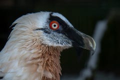 Head of bearded vulture rare bird of prey