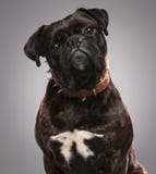 Head of cute black bulldog wearing a spiked brown collar stock photo Head of cute black bulldog wearing a spiked brown collar stock photo