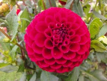 A head of dahlia in the garden in summer sunny day royalty free stock photography A head of dahlia in the garden in summer sunny day royalty free stock photography