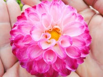 A head of dahlia in hands, in the garden in summer sunny day royalty free stock images A head of dahlia in hands, in the garden in summer sunny day royalty free stock images