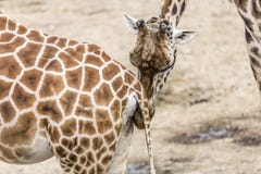 Head of a giraffe gracefully sniffing the tail of another giraffe stock images Head of a giraffe gracefully sniffing the tail of another giraffe stock images