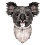 Head Koala royalty free illustration Head Koala royalty free illustration