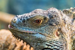 The head of a large green ordinary iguana, the eye looks royalty free stock photos The head of a large green ordinary iguana, the eye looks royalty free stock photos