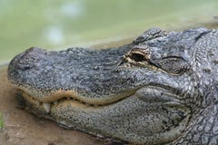 Head Of An Alligator Royalty Free Stock Image