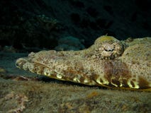Head Of Crocodile Fish, Red Sea Royalty Free Stock Image