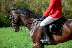 Head shot closeup of a dressage horse during competition event. Color, equestrian. royalty free stock photo Head shot closeup of a dressage horse during competition event. Color, equestrian. royalty free stock photo