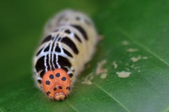 Head shot of a Colorful Caterpillar royalty free stock images Head shot of a Colorful Caterpillar royalty free stock images