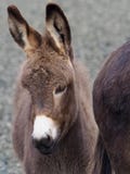 head-shot-cute-donkey-foal-baby-donkey-1
