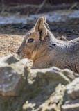 Head Shot of Patagonian Cavy stock images Head Shot of Patagonian Cavy stock images