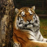 Head study of the Siberian Tiger