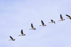Heading For A Landing Royalty Free Stock Images Heading For A Landing Royalty Free Stock Images
