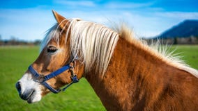 Healthy Horse In A Pasture Portrait royalty free stock image Healthy Horse In A Pasture Portrait royalty free stock image