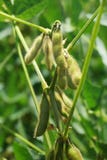 Healthy Soybeans on Green Background