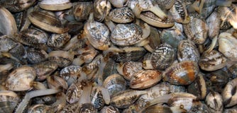 Heap of mollusks