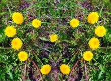Heart Made Of Yellow Dandelions On Green Grass Royalty Free Stock Images
