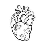 Heart real shape illustration line symbol style vector illustration Heart real shape illustration line symbol style vector illustration