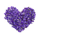 Heart shape flowers. Violets love symbol isolated on white background. Template for greeting card, web design stock photo Heart shape flowers. Violets love symbol isolated on white background. Template for greeting card, web design stock photo