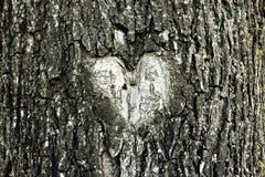 Heart shape in a tree bark royalty free stock images Heart shape in a tree bark royalty free stock images