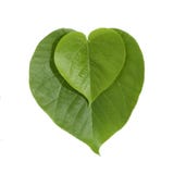 Heart shaped green leaves