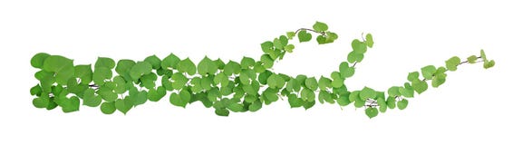Heart shaped green leaves with bud flower climbing vines tropical plant isolated on white background, clipping path included