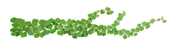Heart Shaped Green Leaves With Bud Flower Climbing Vines Tropical Plant Isolated On White Background, Clipping Path Included Royalty Free Stock Images Heart Shaped Green Leaves With Bud Flower Climbing Vines Tropical Plant Isolated On White Background, Clipping Path Included Royalty Free Stock Images