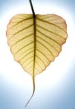 Heart Shaped New Leaf Of Peepal Tree In Sunlight Stock Image