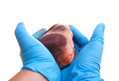 Heart surgery gloves isolated