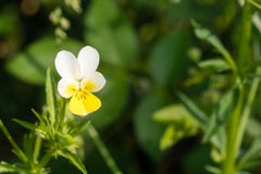 Heartsease Viola tricolor also known as Johnny Jump up or wild pansy in garden Royalty Free Stock Photo Heartsease Viola tricolor also known as Johnny Jump up or wild pansy in garden Royalty Free Stock Photo