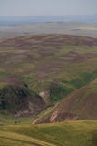 Heather en collines de Pentland près d'Edimbourg, Ecosse Photo stock Heather en collines de Pentland près d'Edimbourg, Ecosse Photo stock