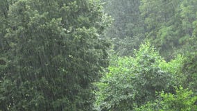 Heavy Strong Rain in Dense Broadleaf Green Forest