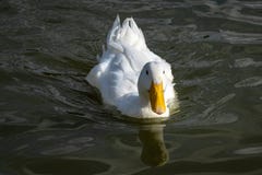 Heavy white Pekin Duck swimming towards the camera royalty free stock photo Heavy white Pekin Duck swimming towards the camera royalty free stock photo