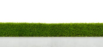 Hedge Isolated On White Stock Images Hedge Isolated On White Stock Images