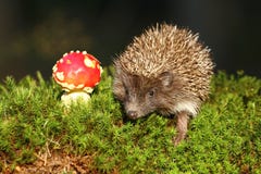 Hedgehog And Agaric Stock Image