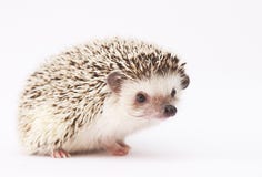 Hedgehog baby white background