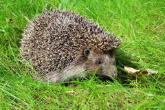 Hedgehog In The Grass On A Blurred Background. Stock Photos Hedgehog In The Grass On A Blurred Background. Stock Photos