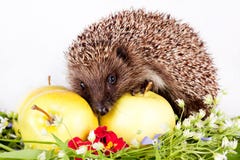 Hedgehog, Wild Flowers And Apples Royalty Free Stock Photo Hedgehog, Wild Flowers And Apples Royalty Free Stock Photo